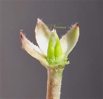   Calyx, Ovaries and Styles